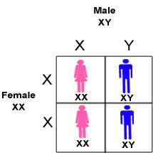 Male Female Graph